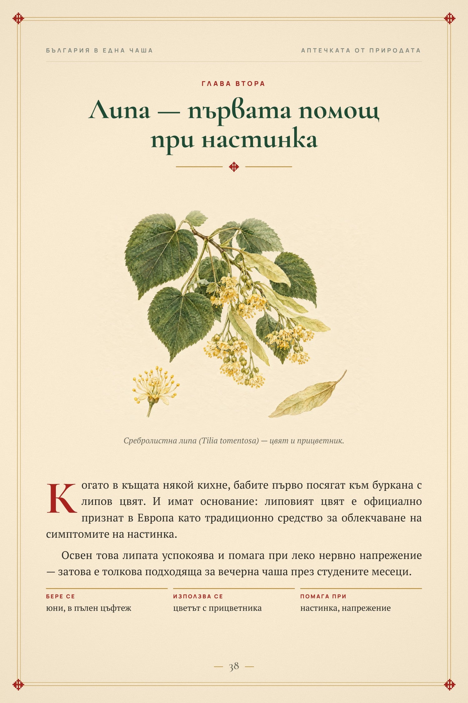 Глава 2 — Липа, първата помощ при настинка